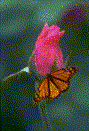 Butterfly Rose