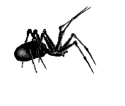 Big Black Spider