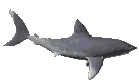 Shark #2